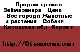 Продам щенков Веймаранера › Цена ­ 30 - Все города Животные и растения » Собаки   . Кировская обл.,Киров г.